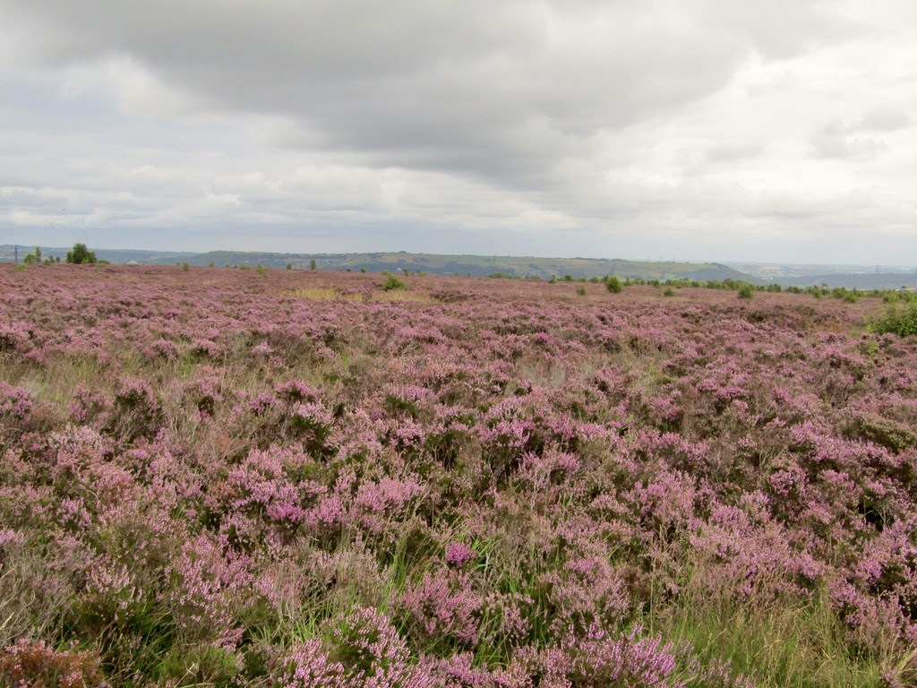 The Best Places To See Heather In Bloom In Yorkshire - Away With Maja