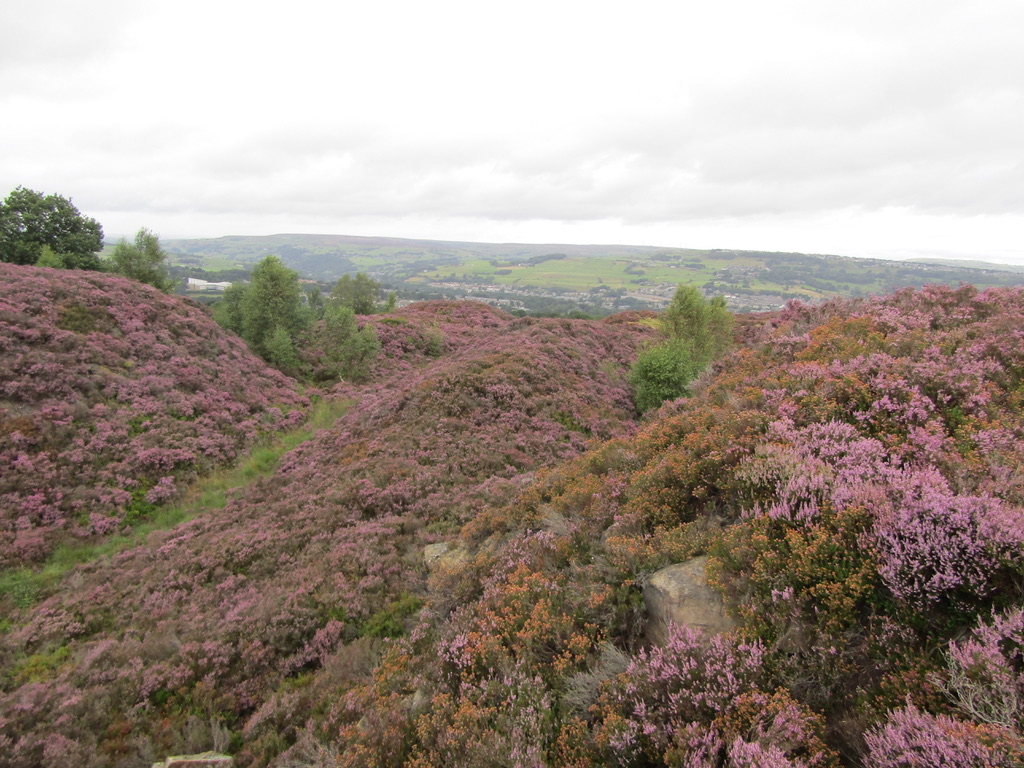 The Best Places To See Heather In Bloom In Yorkshire - Away With Maja